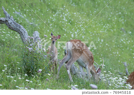 Shiretoko Ezo deer parent and child 76945818