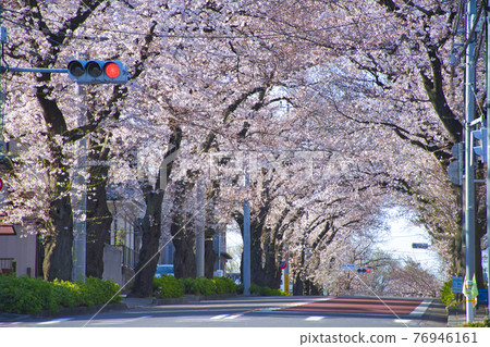 [Machida City] Spring Tsukushino Sakura Dori 76946161