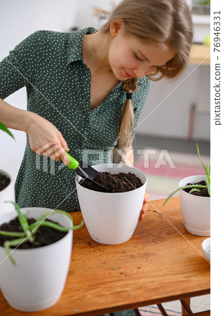 Girl transplanting plants at home in white pots 76946331