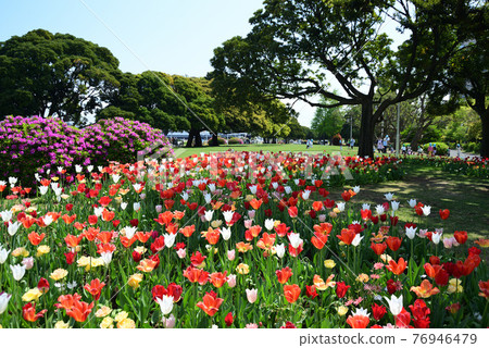 橫濱山下公園的春天花壇 照片素材 圖片 圖庫