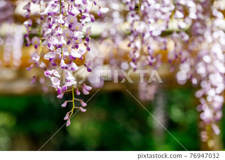 埼玉縣春日部市牛島富士花園 埼玉縣春日部市牛島富士花園 76947032