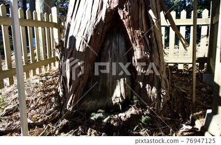 Bifurcated tree 76947125