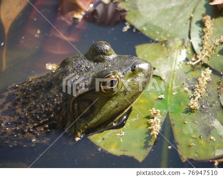 A bullfrog that emerges from the surface of the pond 76947510