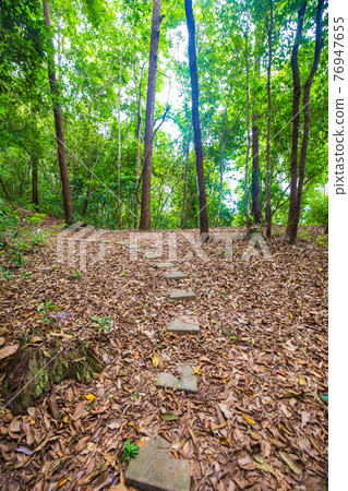 Nature walk pathway around green tree forest sun light Nature walk pathway around green tree forest sun light 76947655