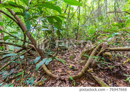 Nature walk pathway around green tree forest sun light Nature walk pathway around green tree forest sun light 76947666