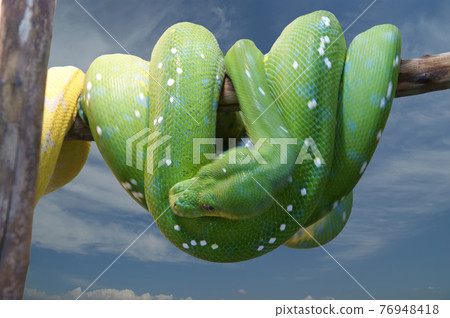 Emerald tree boa closeup, isolated on white 76948418