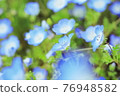 Nemophila of Sera 76948582