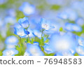 Nemophila of Sera 76948583