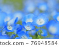 Nemophila of Sera 76948584