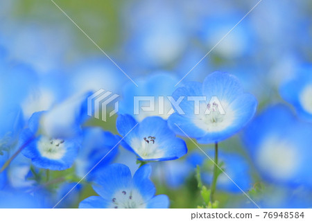 Nemophila of Sera Nemophila of Sera 76948584