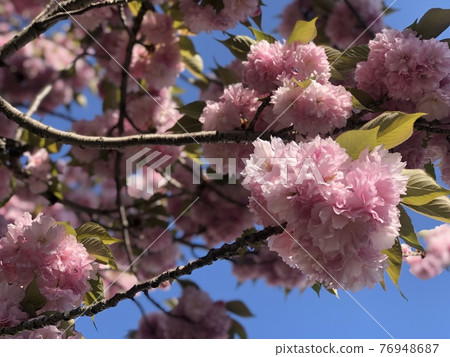 閃耀在藍天的重瓣櫻花_正面向上1 76948687