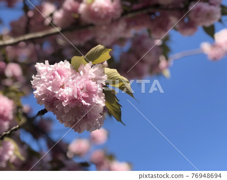 閃耀在藍天的重瓣櫻花_front up 5 閃耀在藍天的重瓣櫻花_front up 5 76948694