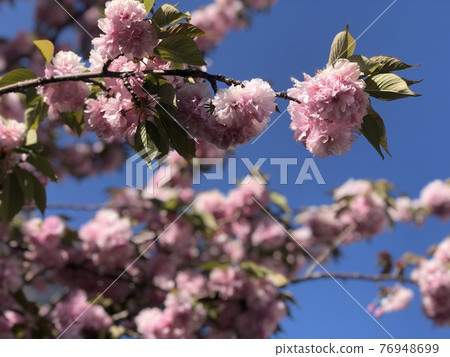 閃耀在藍天的重瓣櫻花_front up 7 76948699
