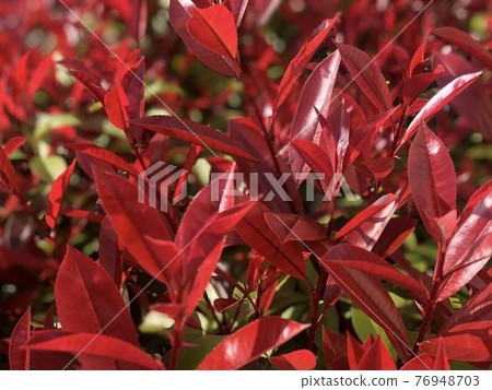 Red Tip Photinia (Red Tip Photinia) 1 在新鮮的綠色中閃耀 Red Tip Photinia (Red Tip Photinia) 1 在新鮮的綠色中閃耀 76948703