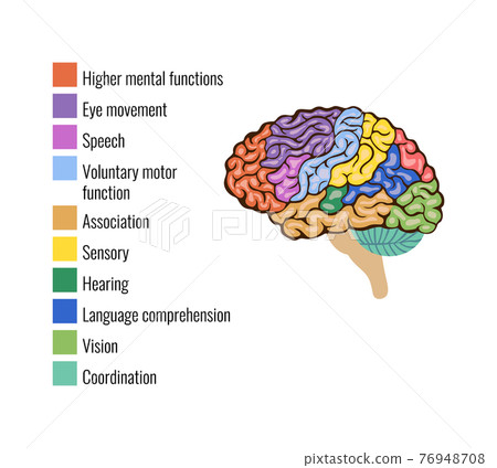 brain structures involved in voluntary movement clipart
