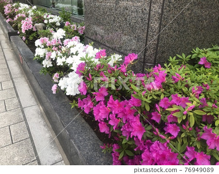 Tsubaki blooming in the flowerbed in the city_white & pink & dark pink Tsubaki blooming in the flowerbed in the city_white & pink & dark pink 76949089