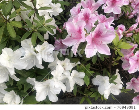 市內花壇盛開的椿_白&粉紅 76949091