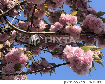 閃耀在藍天的重瓣櫻花_front up 11 76949092