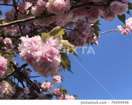 閃耀藍天的重瓣櫻花_front up 13 76949446