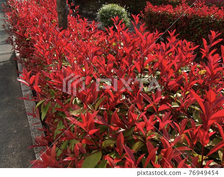 Red Tip Photinia (Red Tip Photinia) 2 在新鮮的綠色中閃耀 Red Tip Photinia (Red Tip Photinia) 2 在新鮮的綠色中閃耀 76949454