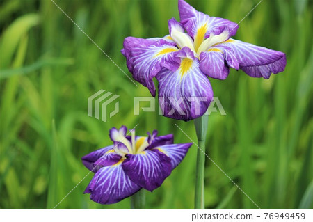 Kamo flowers with a psychedelic floral pattern 76949459