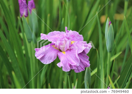 Cherry blossoms with pale pastel tones 76949460