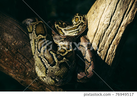 Close-up of big skin Reticulated Python or Malayopython reticulatus curl oneself up Close-up of big skin Reticulated Python or Malayopython reticulatus curl oneself up 76949517