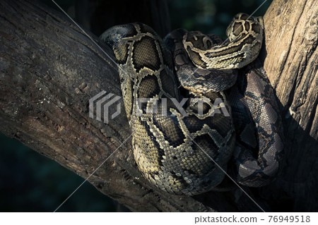 Close-up big Reticulated Python or Malayopython reticulatus curl oneself up on a wooden branch Close-up big Reticulated Python or Malayopython reticulatus curl oneself up on a wooden branch 76949518
