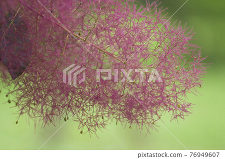 The smoke tree has pink spikes. The scientific name is Cotinus coggygria. The smoke tree has pink spikes. The scientific name is Cotinus coggygria. 76949607
