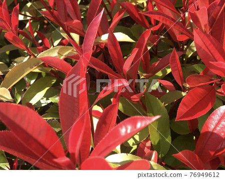 Red Tip Photinia (Red Tip Photinia) 3 在新鮮的綠色中閃耀 76949612