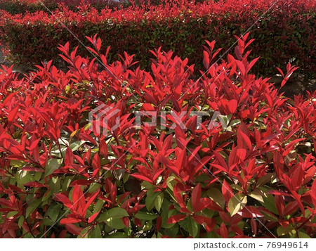 紅尖石楠(Red Tip Photinia)4 紅尖石楠(Red Tip Photinia)4 76949614