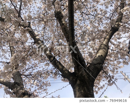 A pale pink Yoshino cherry tree that shines in the blue sky 3 A pale pink Yoshino cherry tree that shines in the blue sky 3 76949616