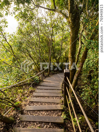 被樹包圍的登山步道 被樹包圍的登山步道 76949915