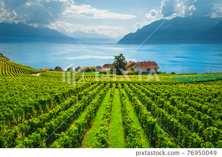 Majestic vineyards on the shore of the lake Geneva, Switzerland 76950049
