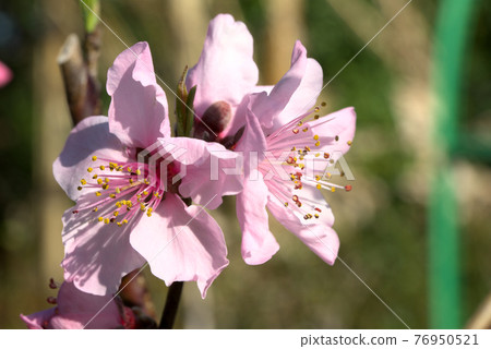 Almond pink flowers 76950521