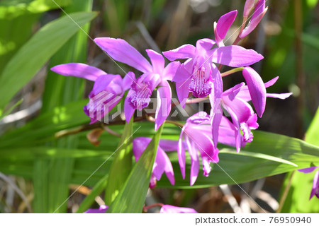 矽烷初夏花初夏形象 照片素材 圖片 圖庫