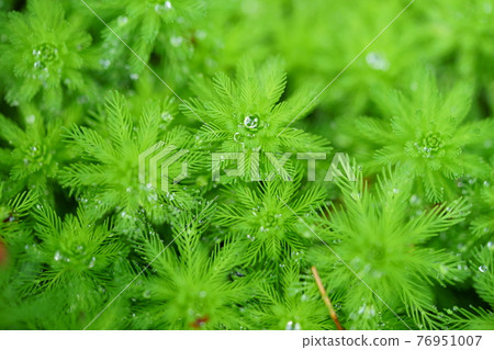 Spring, fresh parrot's feather vitality 14 Spring, fresh parrot's feather vitality 14 76951007
