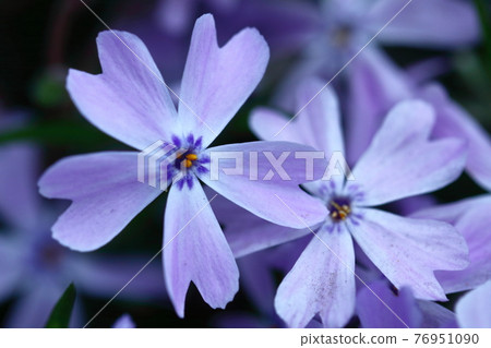 It blooms as if it covers the ground 76951090