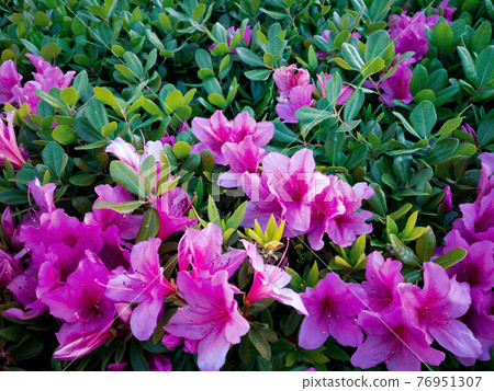 Pink azalea hedge 76951307