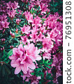 Pink azalea hedge 76951308