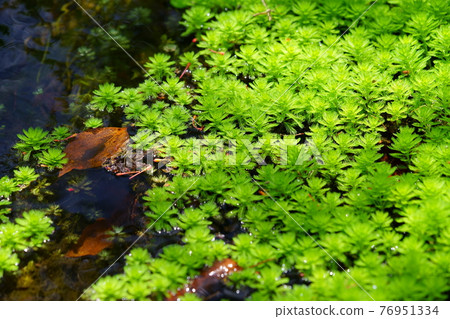 Spring / Fresh Parrot's feather vitality 1 Spring / Fresh Parrot's feather vitality 1 76951334