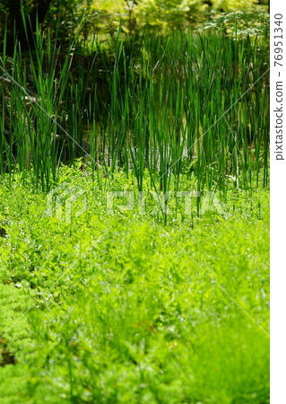 Negative ions of spring and refreshing mountain stream 1 Negative ions of spring and refreshing mountain stream 1 76951340