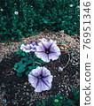 White and purple petunias 76951346