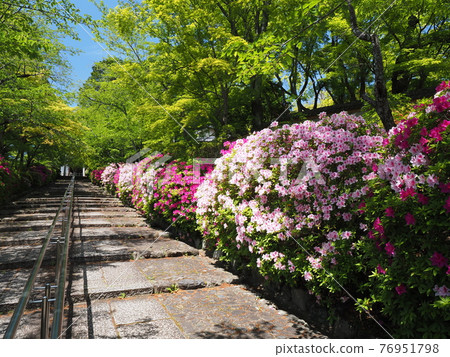 Higashiyama, Kyoto, Hirado Tsutsuji of Munetada Shrine 76951798