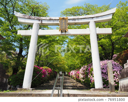 Higashiyama, Kyoto, Hirado Tsutsuji of Munetada Shrine 76951800