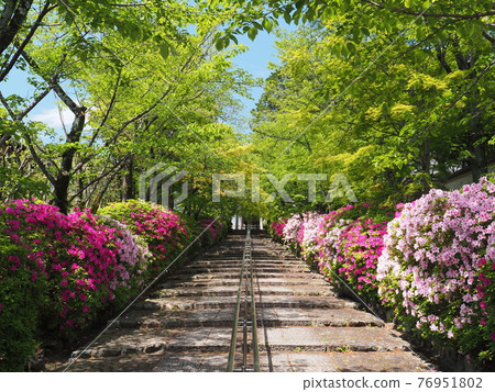 Higashiyama, Kyoto, Hirado Tsutsuji of Munetada Shrine Higashiyama, Kyoto, Hirado Tsutsuji of Munetada Shrine 76951802