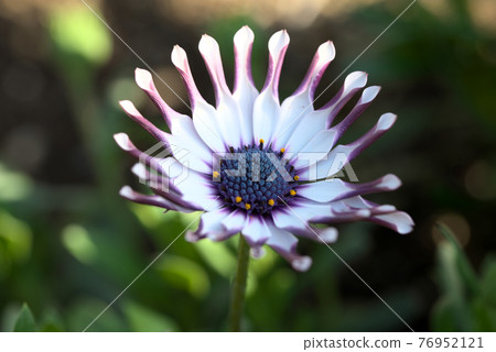 胚乳Philip Spoon Bloom Kogiku 76952121