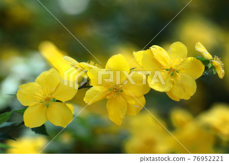 在明亮的金色中綻放 76952221