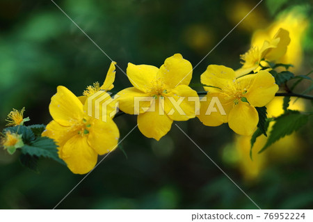 在明亮的金色中綻放 76952224