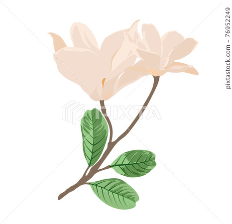 White magnolia vector stock illustration. A branch with beige flowers in pastel beige tones. Spring illustration template for a card. Isolated on a white background. White magnolia vector stock illustration. A branch with beige flowers in pastel beige tones. Spring illustration template for a card. Isolated on a white background. 76952249